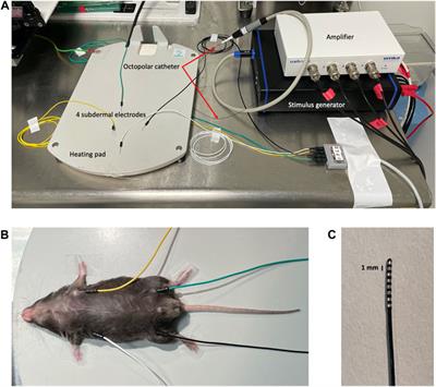 Intracardiac electrophysiology to characterize susceptibility to ventricular arrhythmias in murine models